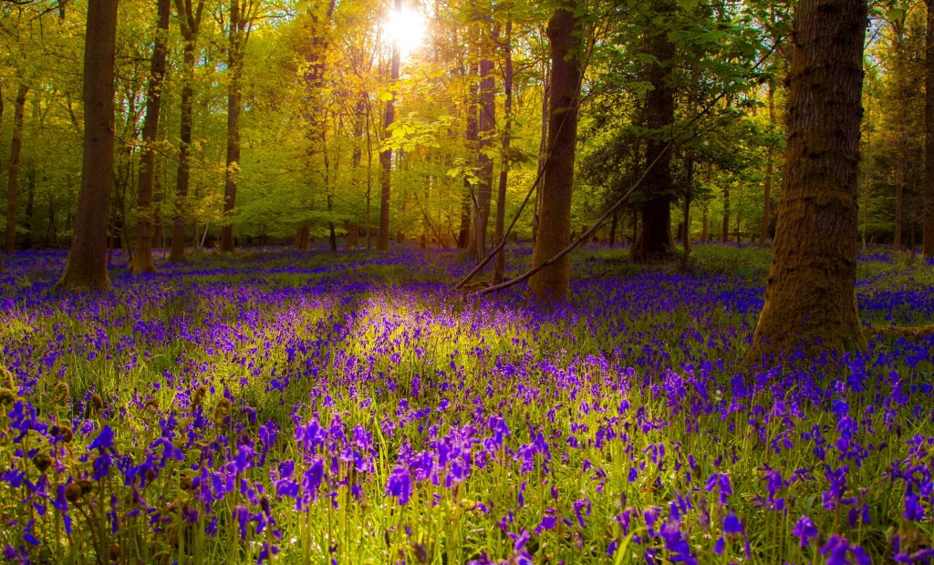 Forest Flowers Desktop Background